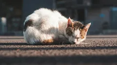 野良猫を家に迎え入れたとき、猫は感謝するの？