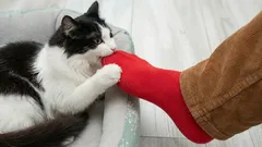 なぜ猫は飼い主の足を噛むのが好きなの？