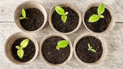 種子の発芽を早めるには：驚くほどの豊作にする4つの方法