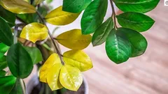 ザミオクルカスの葉が黄変する:8つの原因と植物を救うためにできること