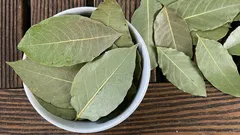 なぜ人々は観葉植物の鉢に月桂樹の葉を入れるのですか?