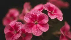 3月に植えるとよいもの:春によく育つ多年草6選