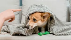 犬を叱っても意味がない理由：飼い主の2人に1人がやりがちなミス