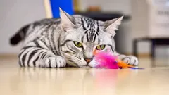 アパートで猫を飼うために必要なもの：基本的なリスト