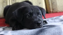 犬をひとりで留守番させたとき、何を考え、何を感じているのか