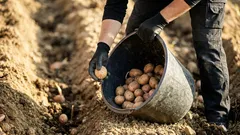 ジャガイモの植え付け穴を改善する方法：収穫を増やす天然添加物5選