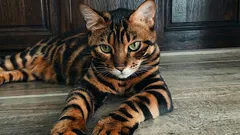 最も高価な猫の品種は?専門家が6種をリスト化