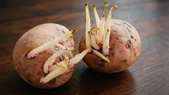 種イモの芽はかき取るべき？それとも残すべき？多くの人が悩む疑問にシンプルに答えます