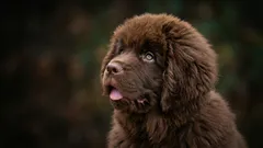 静かな犬種：ほとんど吠えない犬種はどれ？