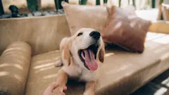 なぜ犬は理由もなく吠えるの?よくある7つの原因と飼い主ができること