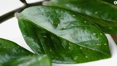 室内植物のカイガラムシ：見つけ方と駆除方法