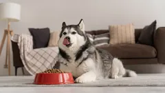 犬が食事中にうなるのはなぜ？原因・サインと対処法