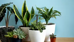 観葉植物が人を落ち着かせる理由――そして静かにイライラさせる理由
