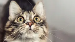 猫があなたの家で不幸が起こる前に見せる兆候とは？注意しましょう