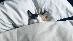 不眠症はもう忘れよう:夜、早く眠りにつくための実践的な8つの方法