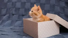 猫がダンボール箱をこんなに好きな理由、あなたにはきっと想像できない