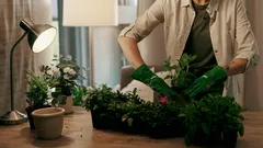 観葉植物の植え替え：ひと回り大きい鉢が必要な5つのサイン