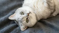 猫は何歳で成長が止まる？